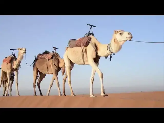 Video thumbnail for Desert   Dunes   Sand   Travel