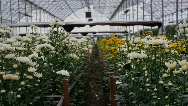 Video thumbnail for How to Grow Chrysanthemums