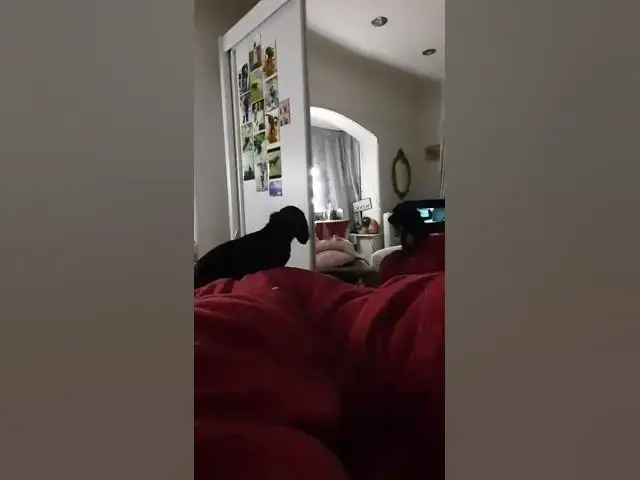'Video thumbnail for Cute Cocker spaniel puppy still barking at himself in the mirror.'