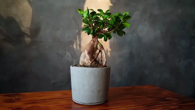 Video thumbnail for Snake Plant Care in Summer