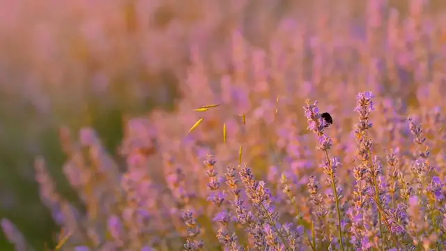 Video thumbnail for When to Harvest Lavender for Oil