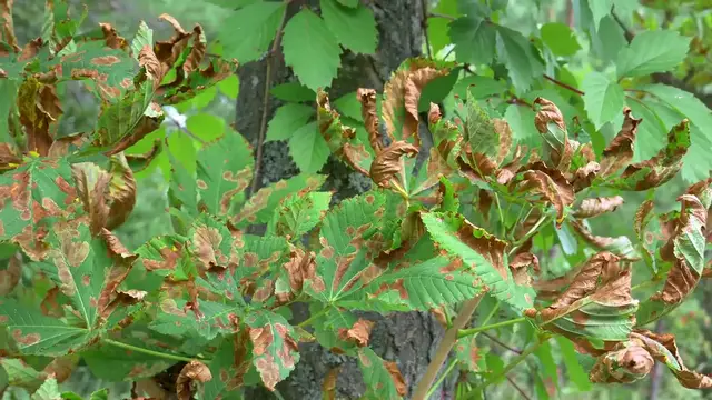 Video thumbnail for  Watering Tips for Hostas: Keep Your Plants Thriving