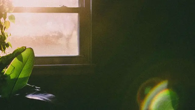 Video thumbnail for Fast-Growing Hanging Plants