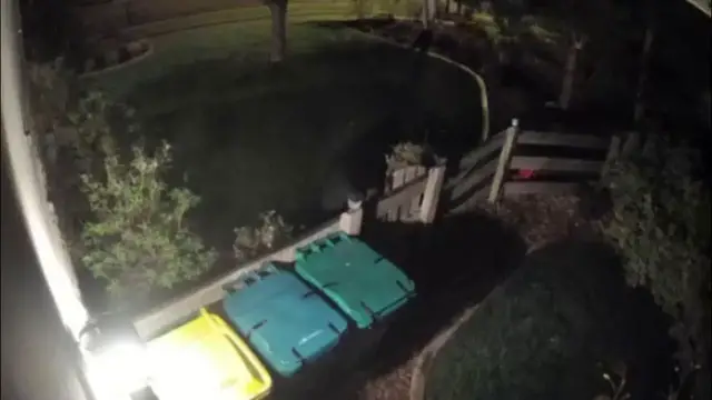 Video thumbnail for US: Bear Wrestles With Trash Cans Outside Colorado Home But Fails To Get Inside.