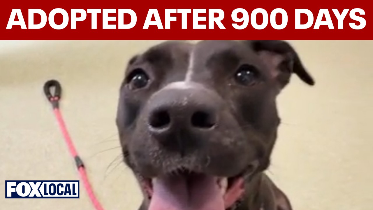 Video thumbnail for New leash on life: Shelter dog adopted after almost 900 days