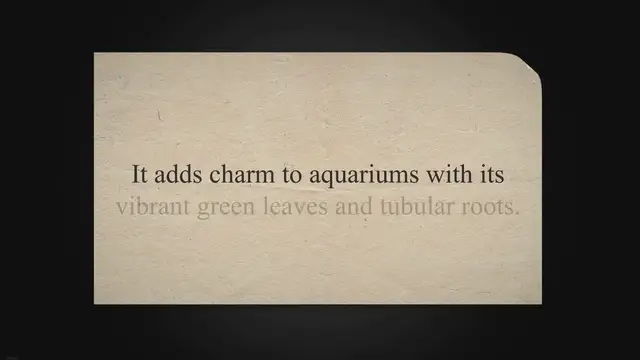 'Video thumbnail for Banana Plant Aquarium: The Ultimate Guide'