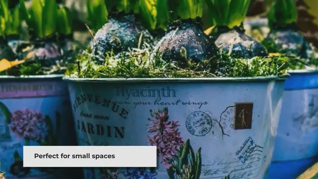 Video thumbnail for Container Gardening: Create a Thriving Garden in Small Spaces