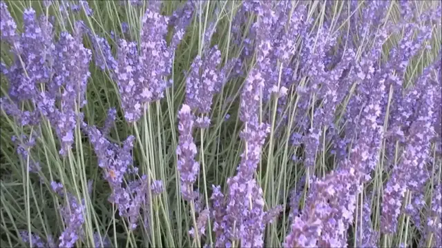 Video thumbnail for How To Dry And Store Lavender#dryinglavender, #lavenderstorage
