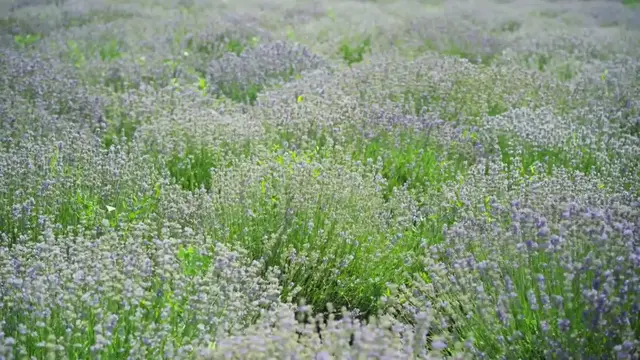 Video thumbnail for Planting Lavender In Dry Or Sandy Soil#plantinglavender, #gardeningtips