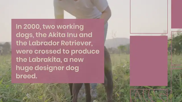Video thumbnail for Labrakita: Everything about this Akita-Lab Mix