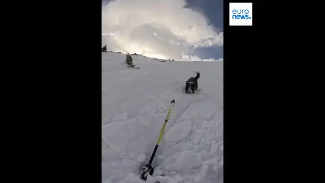 Video thumbnail for Watch: Moment skier and dog caught in avalanche