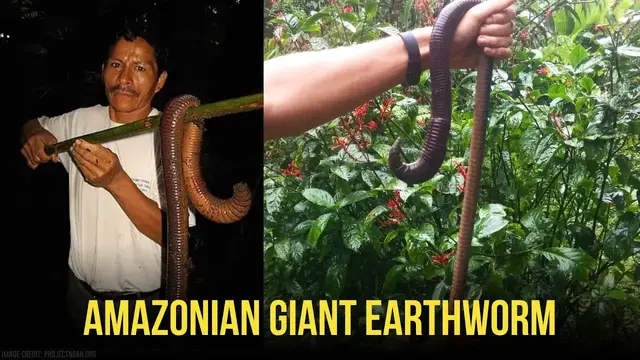 Video thumbnail for 10 Creatures You Won't Believe Actually Exist - Part 3!