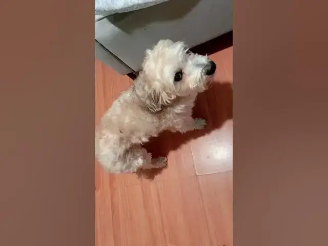 'Video thumbnail for To challenge my dog Noah.Sinubukan ko kng susunod sya sa mommy nya. Ang tagal bago nya ako sinunod.'