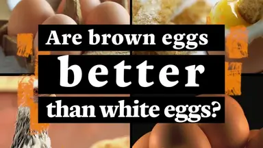 'Video thumbnail for Are Brown Eggs Better Than White Eggs?'
