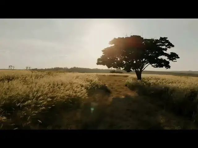 Video thumbnail for Golden Wheat Field#15