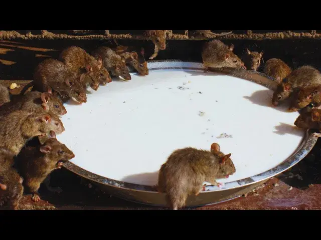 Video thumbnail for ¡Ratas y ratones desaparecen en 1 minuto sin veneno ni trampas! - Solución fácil y efectiva