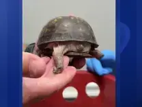 Video thumbnail for Turtle rescued after spending nearly 50 years confined to kitchen floor