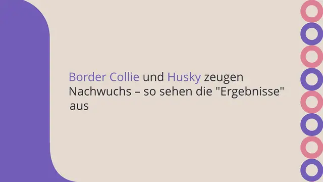Video thumbnail for Border Collie und Husky zeugen Nachwuchs – so sehen die “Ergebnisse” aus