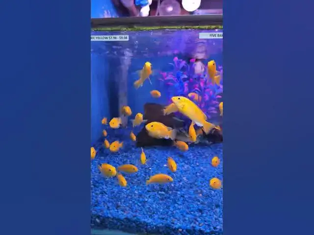 Video thumbnail for 3 min Speed Run through Local Fish Store - Hong Kong Tropical Fish (Artesia, CA) #fishstore #tour