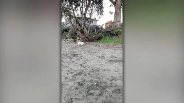 Video thumbnail for Best Friend Dogs Reunited After Months Apart | Happily TV