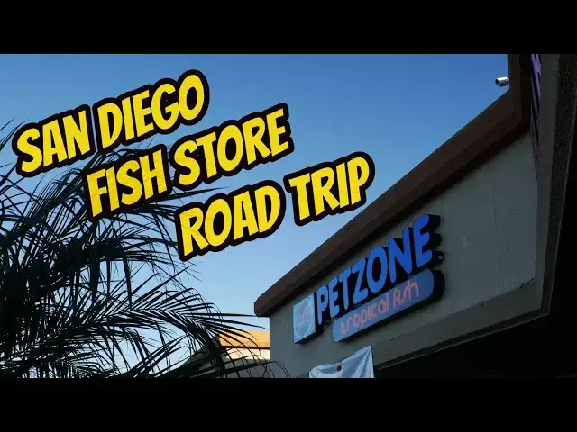 Video thumbnail for San Diego Fish Store Road Trip - PetZone SD (Convoy St)
