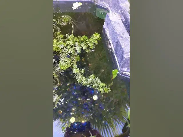 Video thumbnail for What's that plant? Mystery Aquarium Plant from Fish Club Auction.