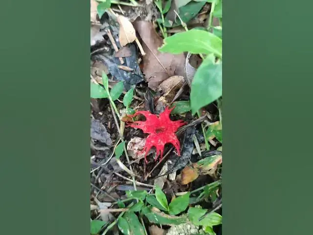 Video thumbnail for Conheça o fungo anêmona do mar #plantasexoticas