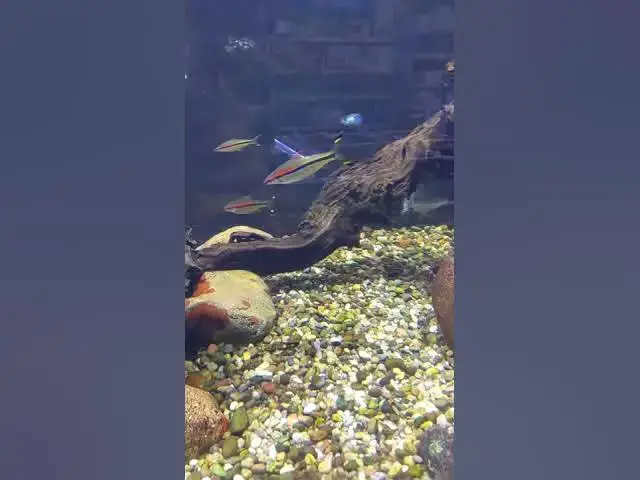 Video thumbnail for Giant Roseline Sharks and Electric Blue Acara @Aquatic Warehouse San Diego #shorts