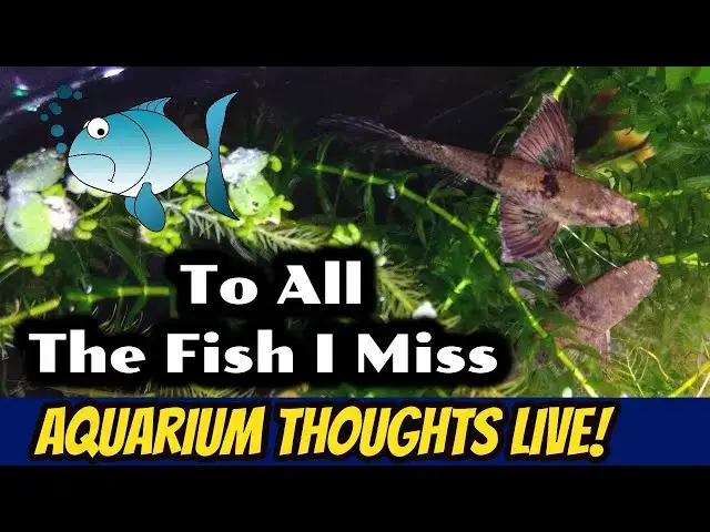 Video thumbnail for To All The Fish I Miss - Aquarium Thoughts LIVE! #2016