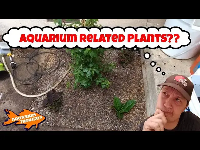 Video thumbnail for DIY Auto Water Change System and Irrigation System - Aquarium Thoughts
