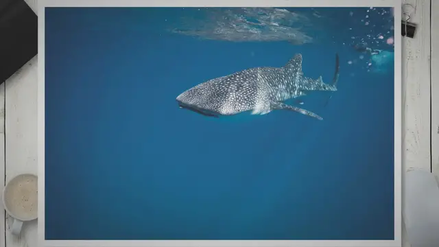 Video thumbnail for Are Leopard Sharks Endangered? Insight into Their Conservation Status