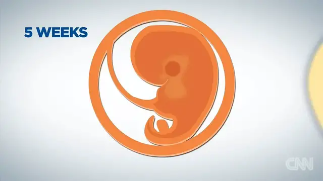 Video thumbnail for How baby brains develop