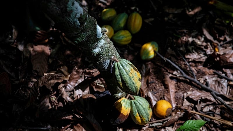 Video thumbnail for In Ivory Coast, cocoa farmers have nobody to sell their produce to