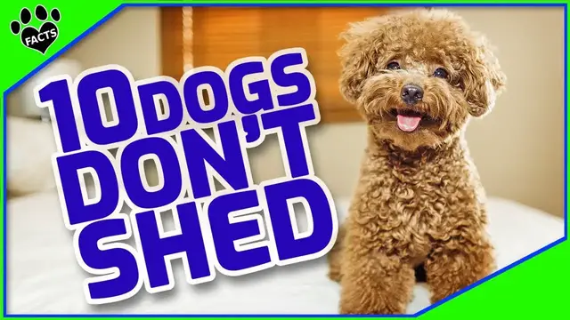 'Video thumbnail for 10 Low-Shedding Dog Breeds Perfect for Allergy Sufferers and Clean Homes'