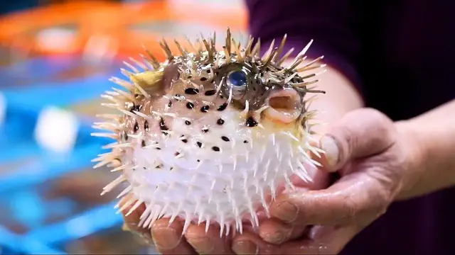 'Video thumbnail for Taipei Street Food - LIVE PUFFERFISH Fish + Seafood in TAIWAN at Fuji Fish Market!!'
