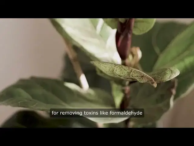 Video thumbnail for 10 Best Indoor Plants for Air Purification