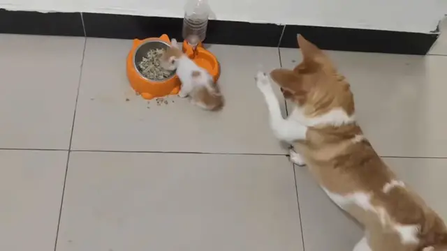 Video thumbnail for China: Chinese dog gently watches newly adopted kitten.