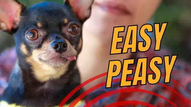 Video thumbnail for Top 7 Low Maintenance Small Dog Breeds - The Best Choices for Novice Dog Owners