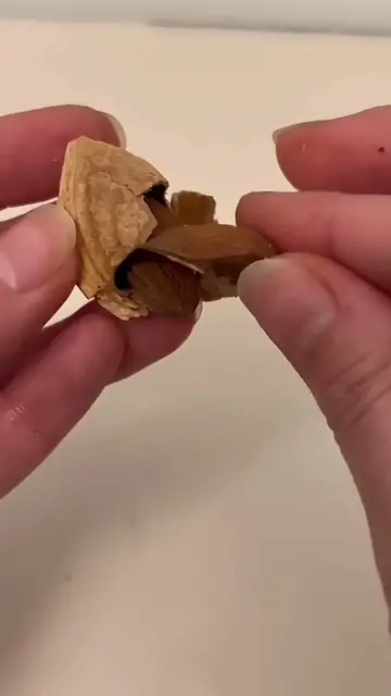 Video thumbnail for How To grow Almonds + Apricots = Cousins 4 Life