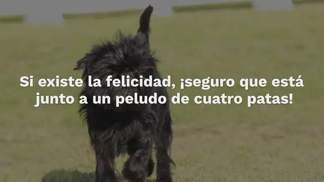 Video thumbnail for 30 razas de perros pequeños (¡con fotos!)