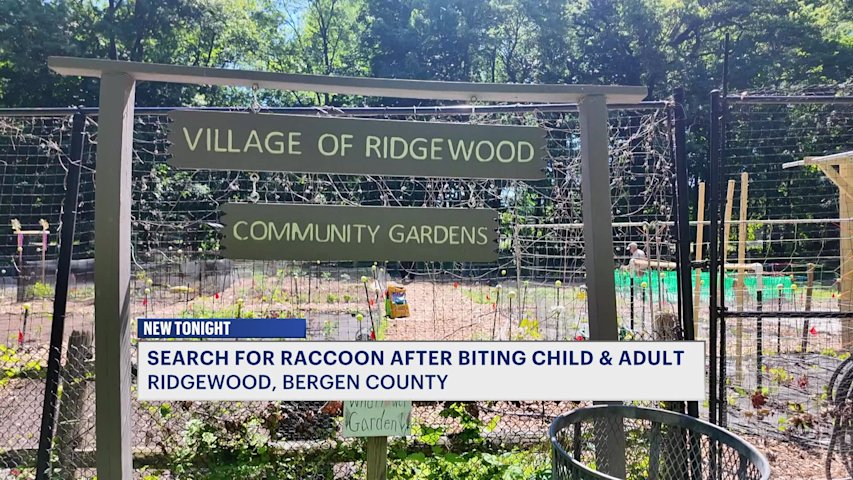Video thumbnail for Ridgewood officials searching for raccoon after two people bitten