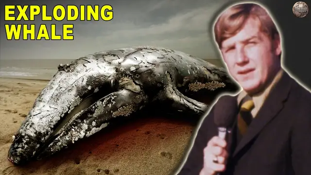 'Video thumbnail for The Time They Blew Up a Whale On the Oregon Coast'