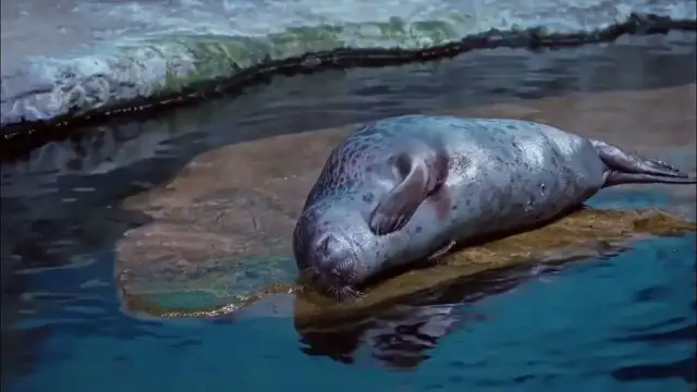 Video thumbnail for Arctic Seal 2024 | Animals  |