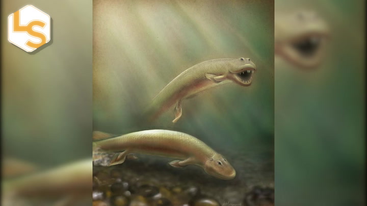 Video thumbnail for The 375-Million-Year-Old Fossil That Bridged Water and Land