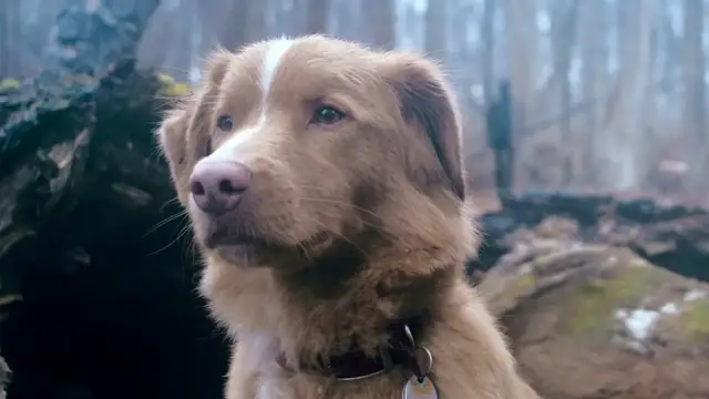 'Video thumbnail for Good Boy: Stay Here Boy'