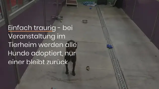 Video thumbnail for Einfach traurig – bei Veranstaltung im Tierheim werden alle Hunde adoptiert, nur einer bleibt zurück