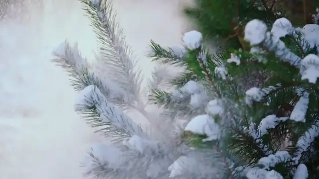 Video thumbnail for How to Protect Shrubs from Frost