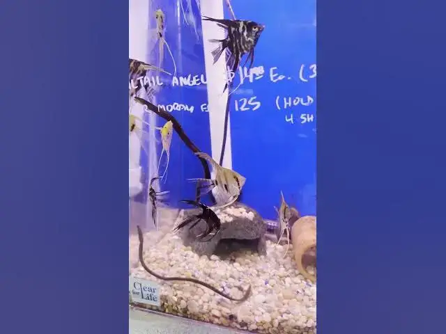 Video thumbnail for Reef Tropical Fish Tour (Anaheim, CA) in 3 Minutes #LFS #Quicktour #fishstore