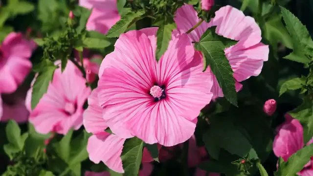 Video thumbnail for Caring for Hibiscus Indoors