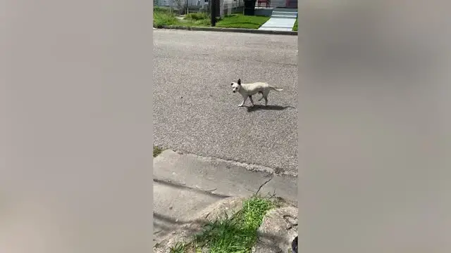 Video thumbnail for Wobbly Dog With Neurological Issues Rescued From Street | Happily TV